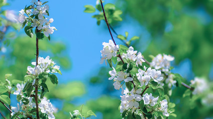 Apple tree blossoms white and pink Flowers in the sun