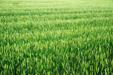 Green Wheat field. Wheat field in july.Beautiful green cereal field background                            