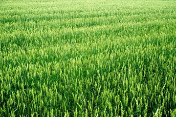 Green Wheat field. Wheat field in july.Beautiful green cereal field background                            