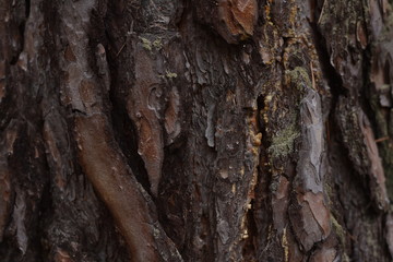 tree bark texture