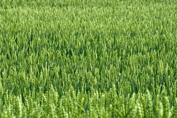 Green Wheat field. Wheat field in july.Beautiful green cereal field background                            