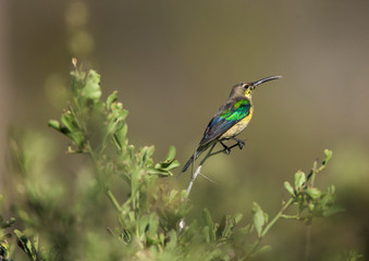 Fototapeta premium Malachite Sunbird juvenile