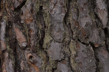 bark of a tree