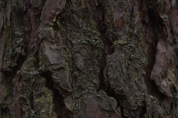 tree bark texture