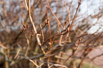 beautiful, beauty, beauty spring, blossom, botanical, branch, bub, budding, buds, buds open, bursting open, closeup, day, development, early spring, elder flower, elderberry buds, flora, flowers bloom