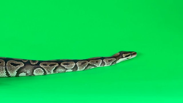 Royal Python or Python regius against a green background at studio. Slow motion