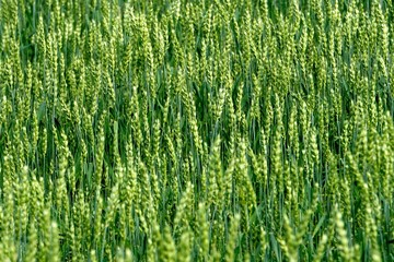 Green Wheat field. Wheat field in july.Beautiful green cereal field background                            