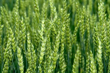 Green Wheat field. Wheat field in july.Beautiful green cereal field background                            