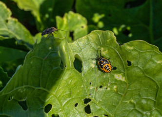 Orange-black beetle. Green eater