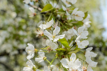 Cherry blossoms on a sunny day