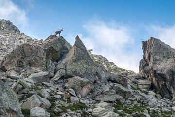 Chamois perché sur un rocher dans les Alpes