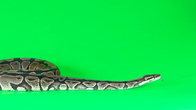Royal Python or Python regius against a green background at studio. Slow motion