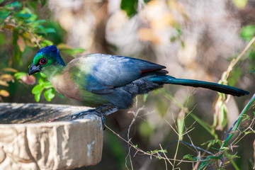 Purple-crested Turaco
