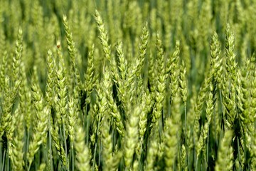 Green Wheat field. Wheat field in july.Beautiful green cereal field background                            