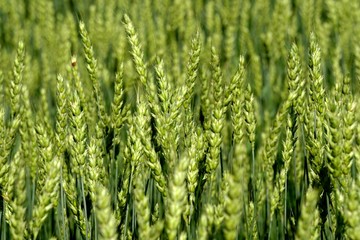 Green Wheat field. Wheat field in july.Beautiful green cereal field background                            