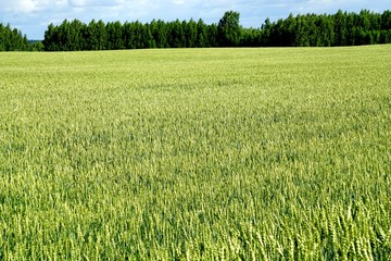 Green Wheat field. Wheat field in july.Beautiful green cereal field background                            