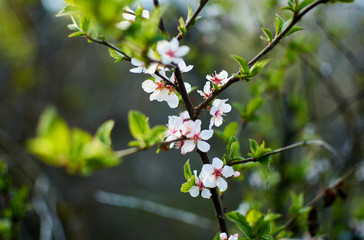 Apricot flowers on a tree branch.