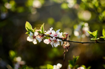 Apricot flowers on a tree branch.