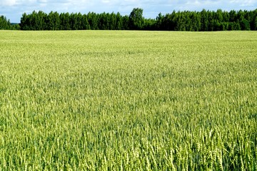 Green Wheat field. Wheat field in july.Beautiful green cereal field background                            