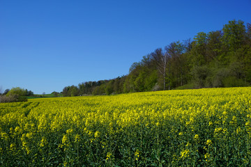 Fototapeta premium Ein gelb blühendes Rapsfeld im April mit blauem Himmel