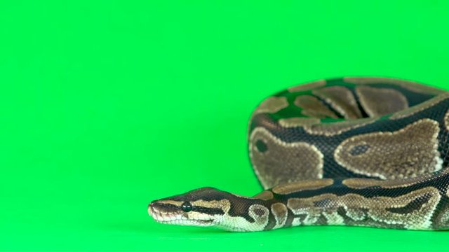 Royal Python or Python regius against a green background at studio. Slow motion