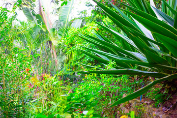 green tropical plants in the garden,