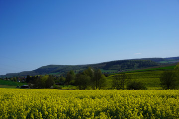 Blick über ein gelb blühendes Rapsfeld auf Delligsen in Niedersachsen