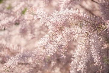 Tamariske Tamarix Blüte vor unscharfem Hintergrund