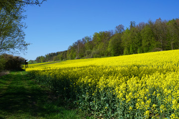 ein kleiner Weg entlang eines blühenden Rapsfeldes an einem schönen sonnigen Tag im April