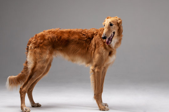 Red puppy borzoi stand indoor at photostudio