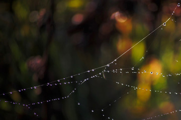 blurred background concept with spider web and drops of rosa at sunrise
