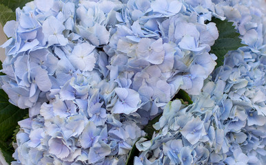 Young woman holding a beautiful blossoming flower bouquet of fresh blue Hydrangea. Blue flowers of hydrangea close-up. 
