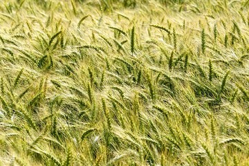 Background of cereal field, close up of cereal field. Tritikale cereal field in summer. Wheat and Rye field in Latvia