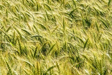 Background of cereal field, close up of cereal field. Tritikale cereal field in summer. Wheat and Rye field in Latvia