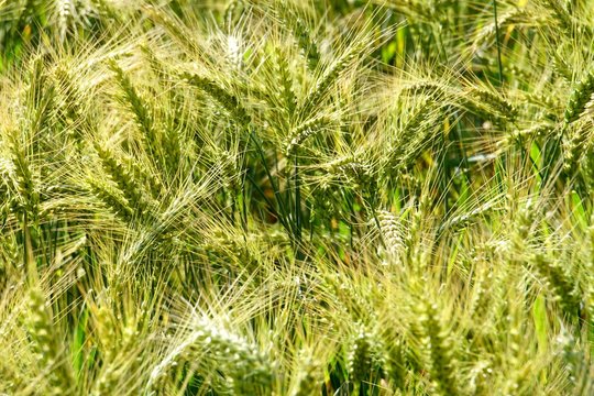 Background of cereal field, close up of cereal field. Tritikale cereal field in summer. Wheat and Rye field in Latvia