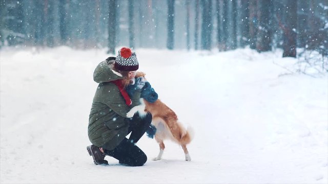 Young happy woman train her border collie dog in snowy winter forest. Doggy wrap itself in blue scarf. Best friends play and having fun. Joyful game and tame. Purebred dog get ready for exhibition.