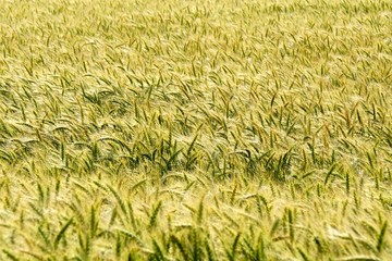 Background of cereal field, close up of cereal field. Tritikale cereal field in summer. Wheat and Rye field in Latvia