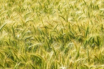 Background of cereal field, close up of cereal field. Tritikale cereal field in summer. Wheat and Rye field in Latvia