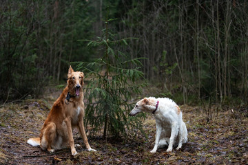 Puppy borzoi walks outdoor at autumn day
