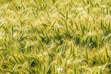 Background of cereal field, close up of cereal field. Tritikale cereal field in summer. Wheat and Rye field in Latvia