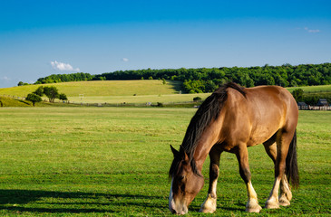 Obraz na płótnie Canvas Horse on a walk eats grass