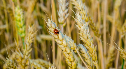 Fototapeta premium Field with grain harvest, Insects