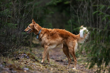 Puppy borzoi walks outdoor at autumn day