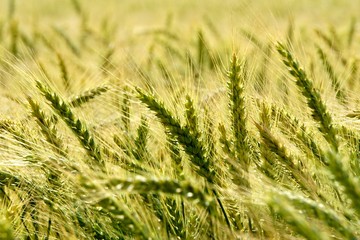 Background of cereal field, close up of cereal field. Tritikale cereal field in summer. Wheat and Rye field in Latvia