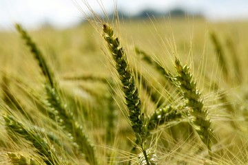 Background of cereal field, close up of cereal field. Tritikale cereal field in summer. Wheat and Rye field in Latvia