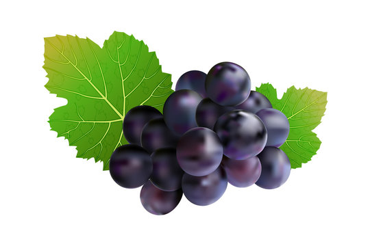 Grapes isolated on white background. Wine grapes icon. Bunch of purple grapes with leaf. Blue grape cluster with green leaves. For design element, label, cards. menu, poster, banner. Stock vector