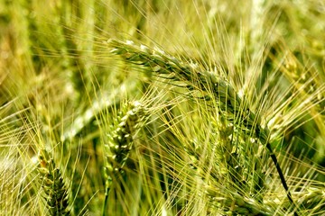 Background of cereal field, close up of cereal field. Tritikale cereal field in summer. Wheat and Rye field in Latvia