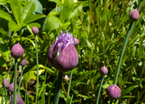 Close an opening flower bud of the herb, Chive (Allium schoenoprasum), breaking out of the plant's bract. Bokeh background with other flowerheads. Landscape image with space for copy. England.