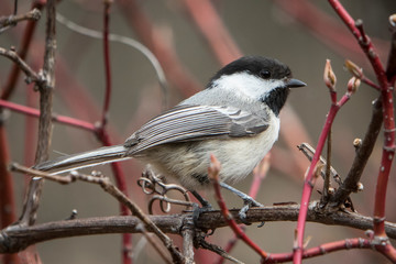 chickadee in a tree © Alice