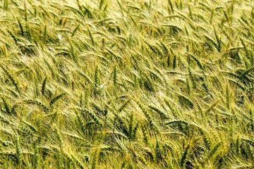 Background of cereal field, close up of cereal field. Tritikale cereal field in summer. Wheat and Rye field in Latvia